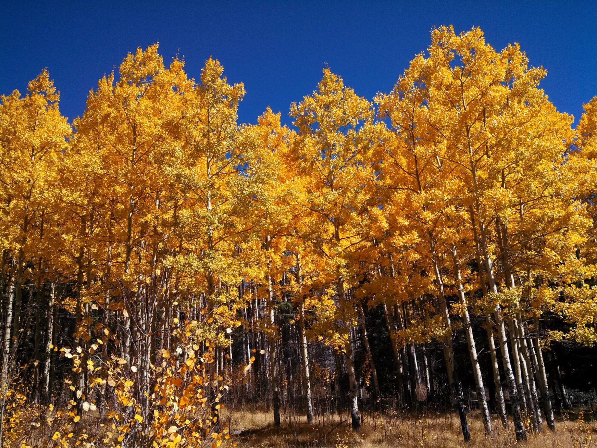 Pajarito Ski & Ride - Pajarito Mountain Ski Area